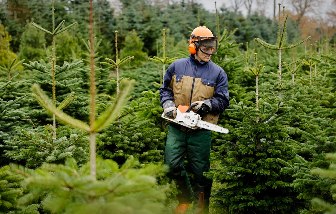 Сезон продажи рождественских елей стартовал в немецкой земле Шлезвиг-Гольштейн