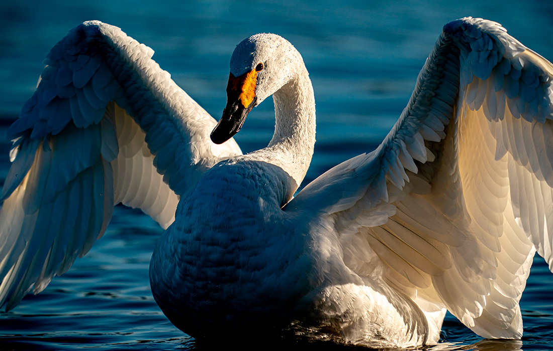 Лебедь в Центре водно-болотных угодий в британском Глостершире