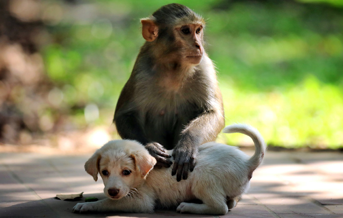 Обезьяна и щенок в парке в Дакке, Бангладеш