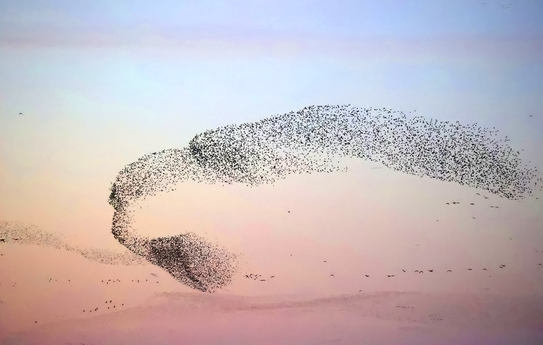 Стаи птиц в дельте китайской реки Хуанхэ