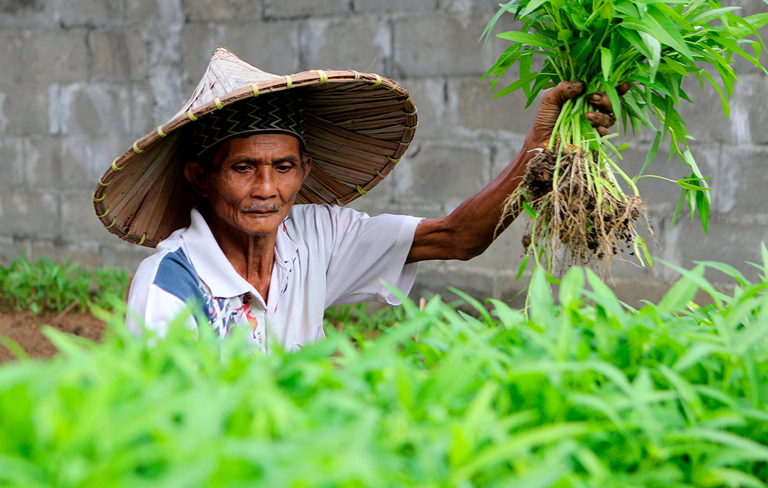 Фермер в Банда-Ачех, Индонезия