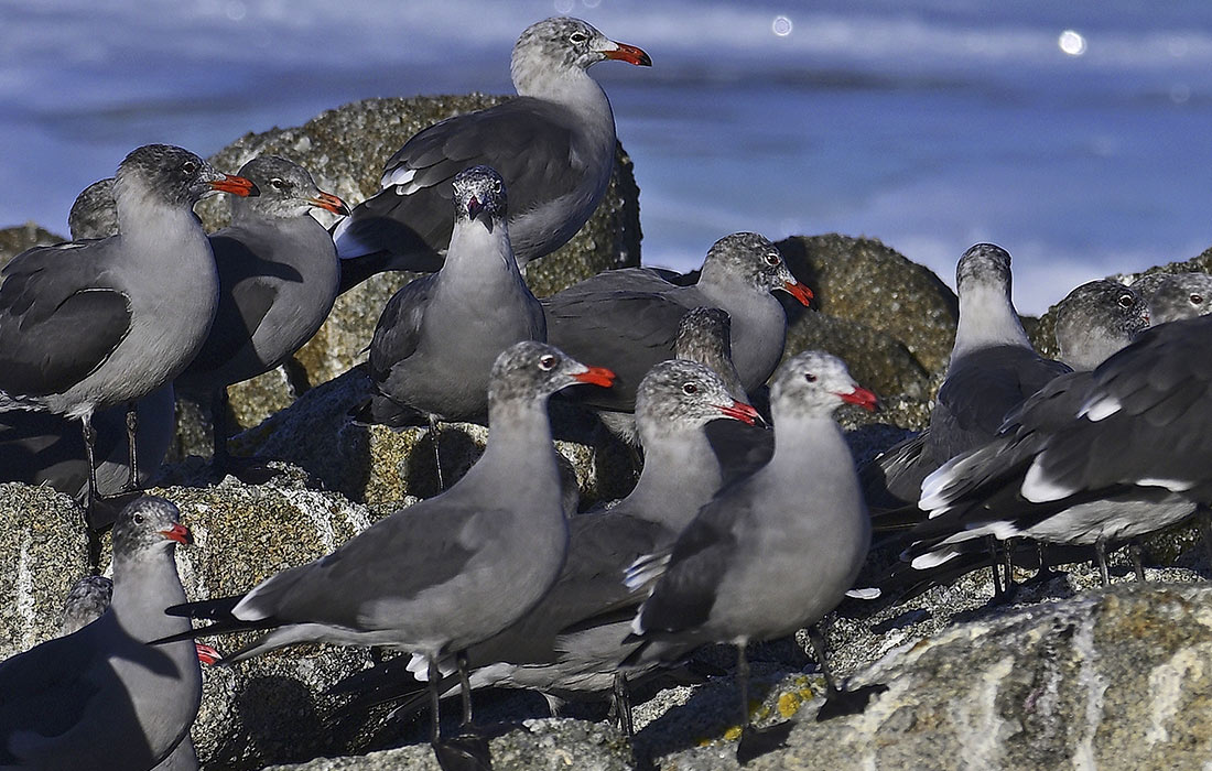 Чайки Хеерманна в Калифорнии