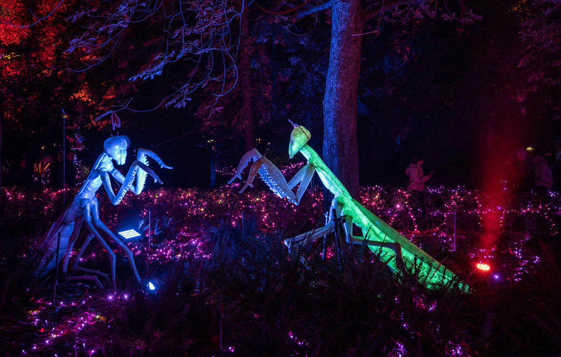 Световая инсталляция в Королевском ботаническом саду Мадрида