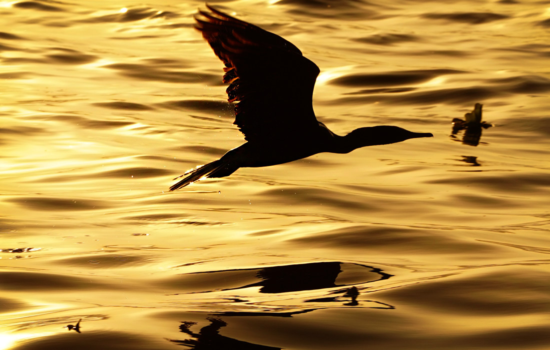 Баклан пролетает над озером в Аджмере, Индия