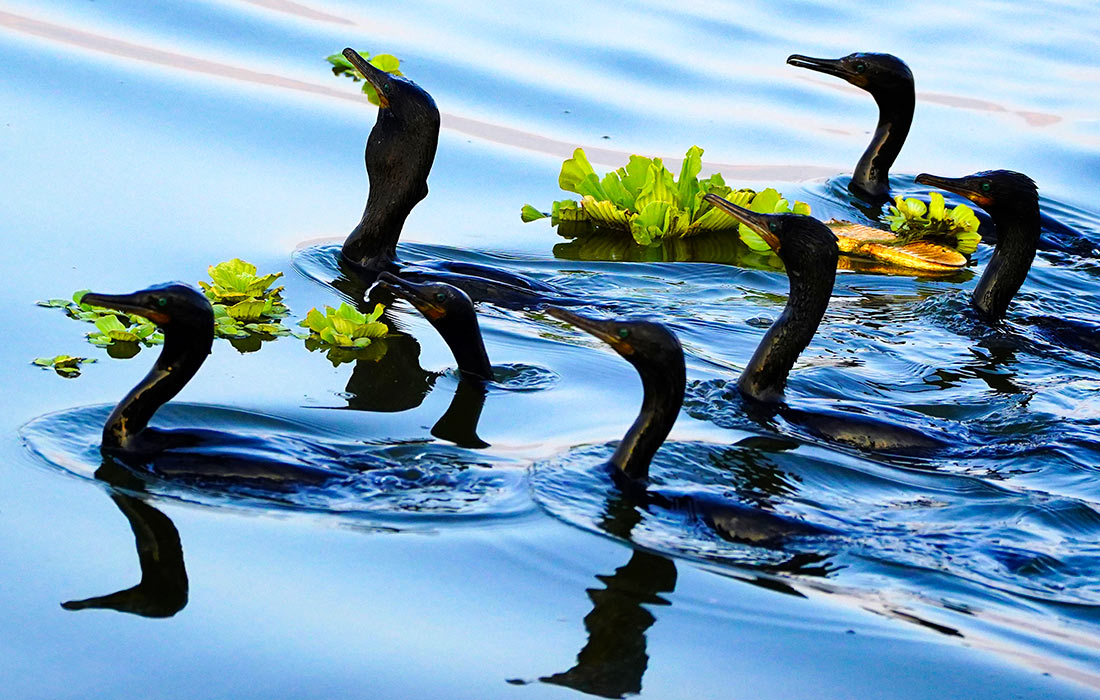 Маленькие бакланы в индийском Аджмере
