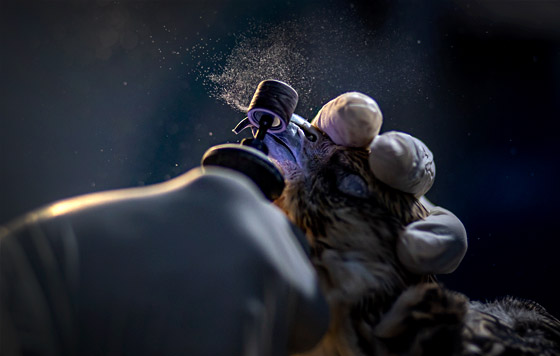 Больница для соколов в Катаре