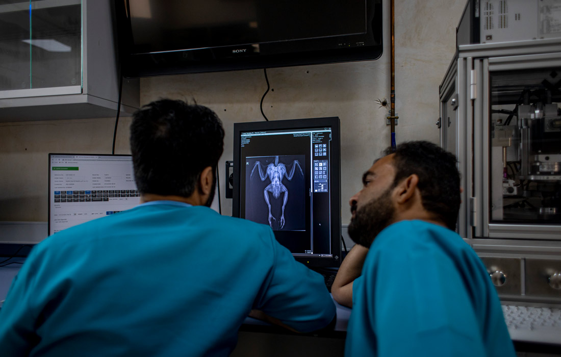 При необходимости птицам проводят ренген и эндоскопические исследования