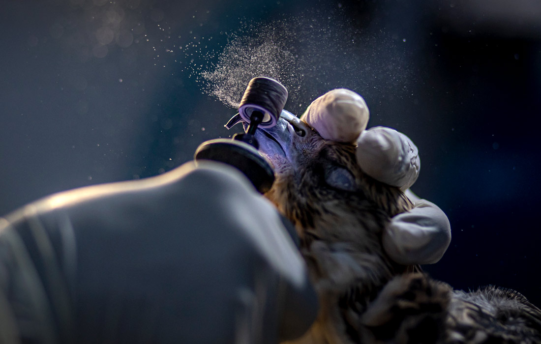 Государственные больницы для соколов оказывают помощь примерно 30 000 больным и раненым птицам в год