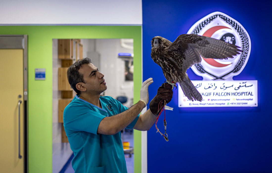 Госпиталь способен принимать около 100 соколов в день