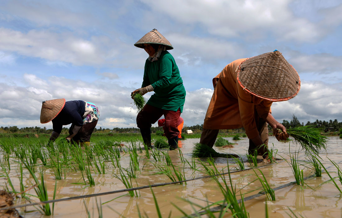Сезон посадки риса в Индонезии