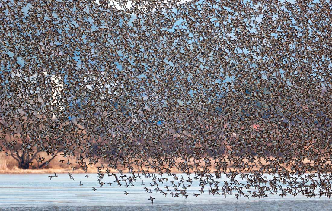 Птицы над водохранилищем Джунам в Южной Корее