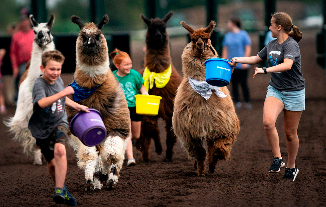 Забег лам в Кентербери-парке в Шакопи, США