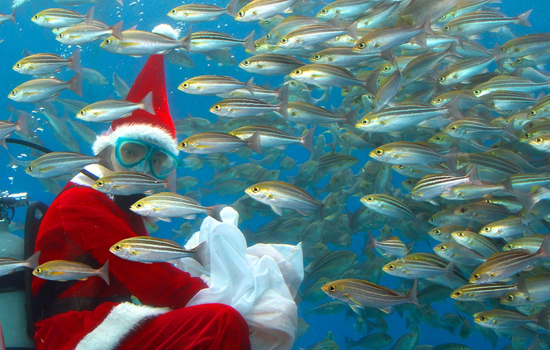 Японский дайвер кормит обитателей аквариума Hakkeijima Sea Paradise в Иокогаме