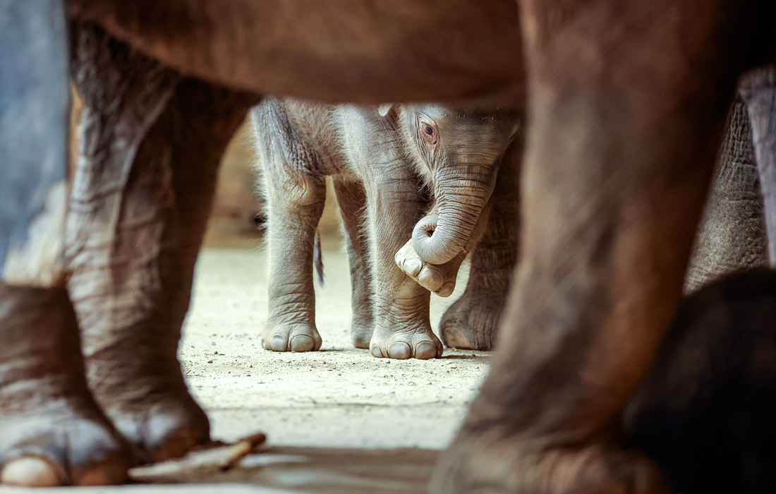 Слоны в Лейпцигском зоопарке, Германия