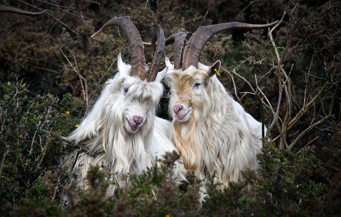 Кашемировые козы пасутся в Борнмуте, Англия