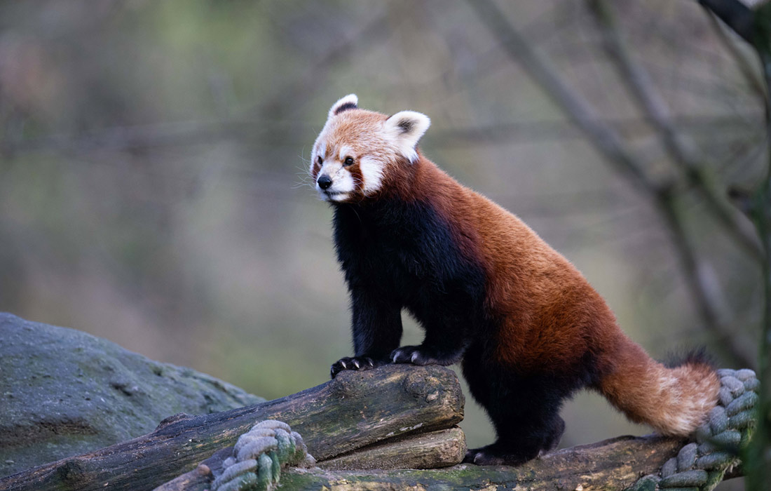 Красная панда в зоопарке немецкого Гамбурга