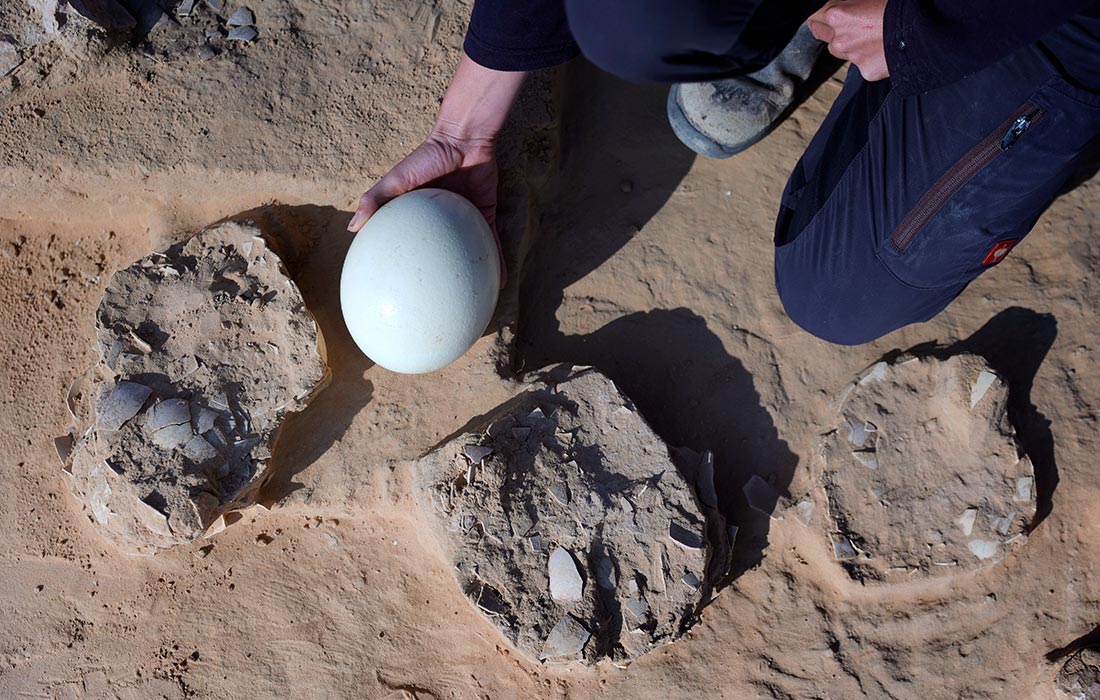 Фрагменты 4000-летних страусиных яиц, найденные в пустыне недалеко от границы с Египтом в Израиле