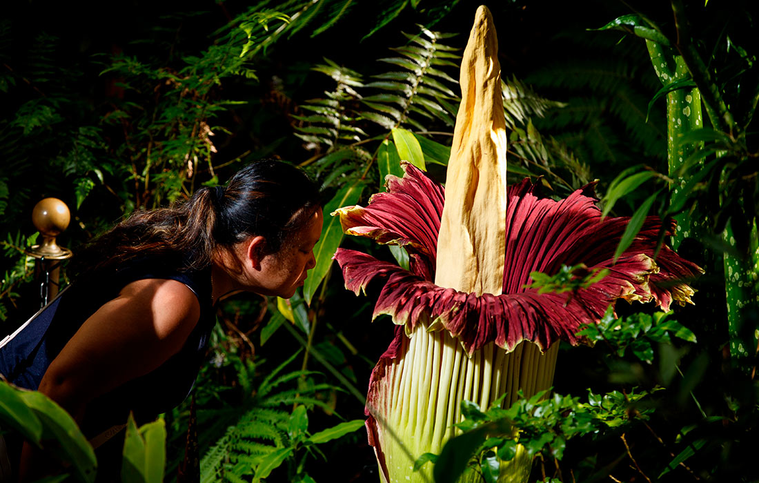 Цветок Титан Арум в ботаническом саду австралийской Аделаиды