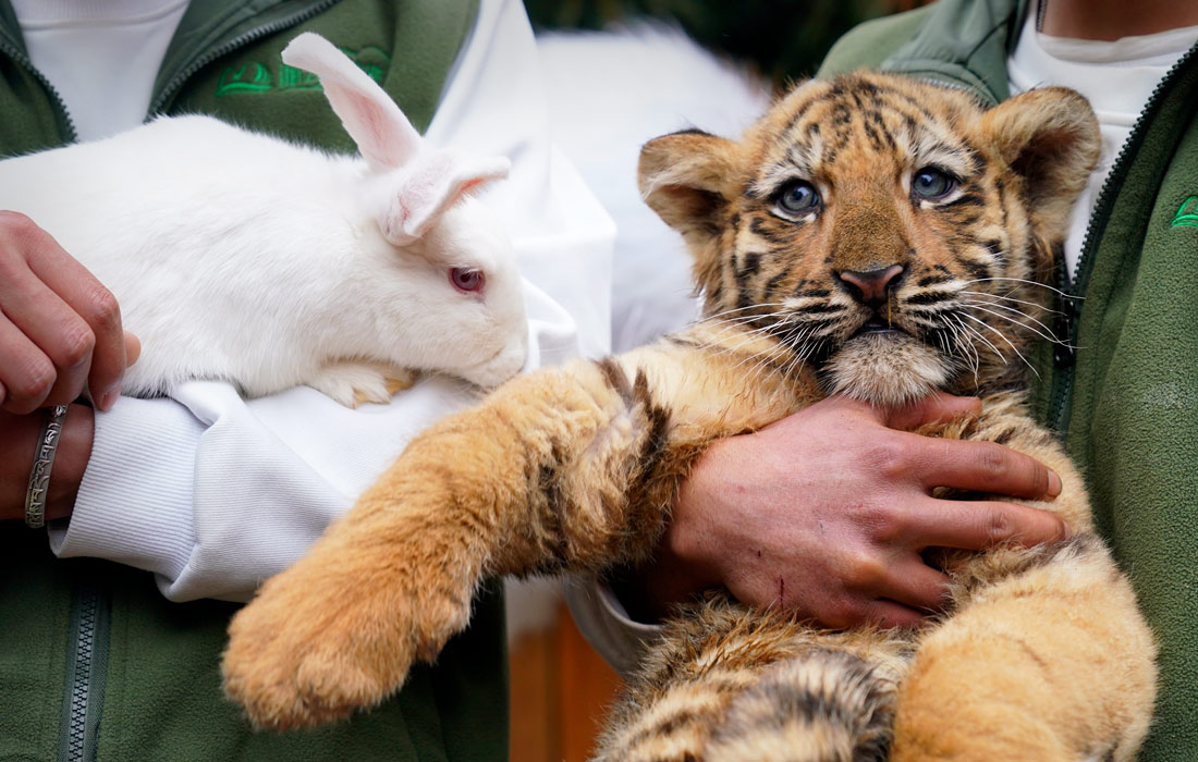 Смотритель китайского парка диких животных Юньнань с подопечными