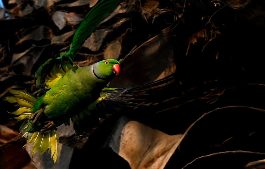 Зеленые попугаи в турецком Измире