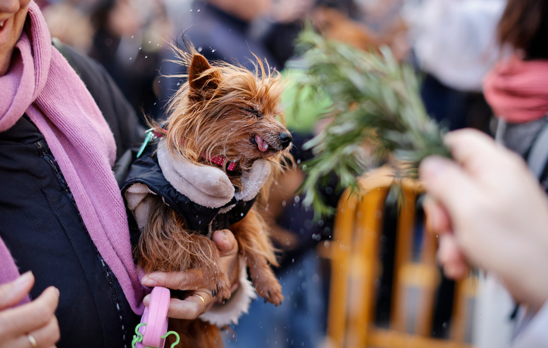 Благословение домашних животных в День святого Антония в Валенсии