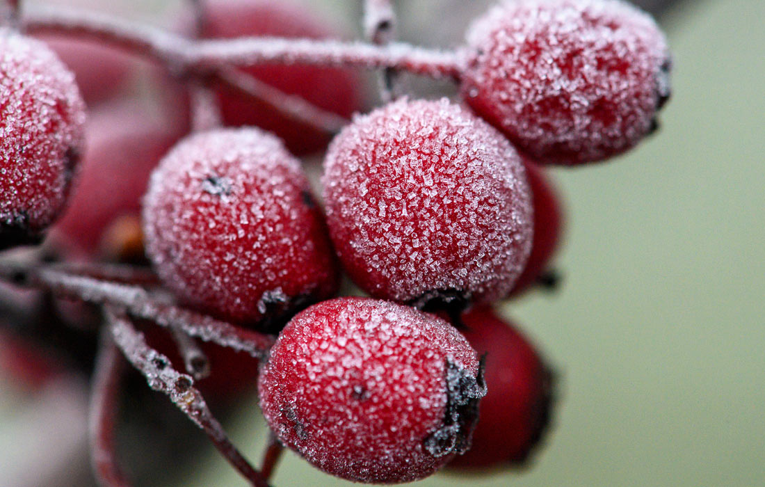 Заморозки на востоке Германии