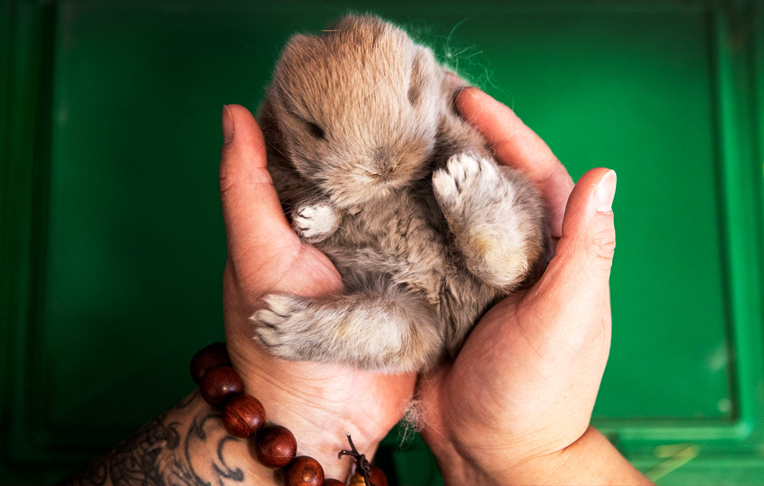 Кролик в зоомагазине в Ухане, Китай