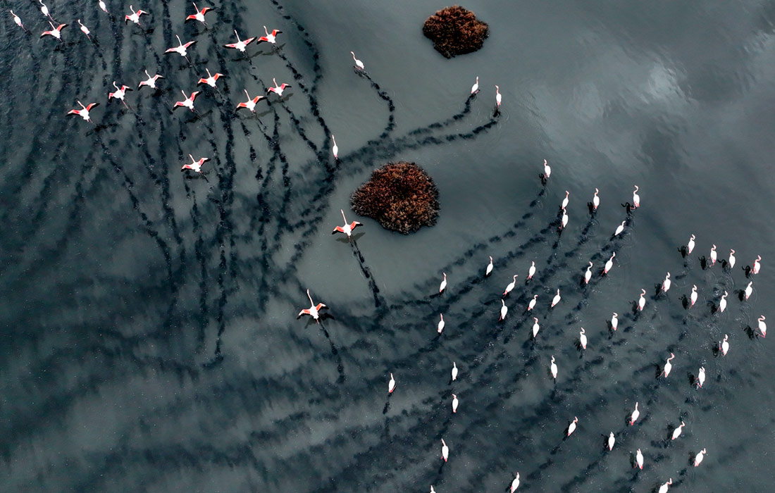 Фламинго в Измирском птичьем заповеднике, Турция