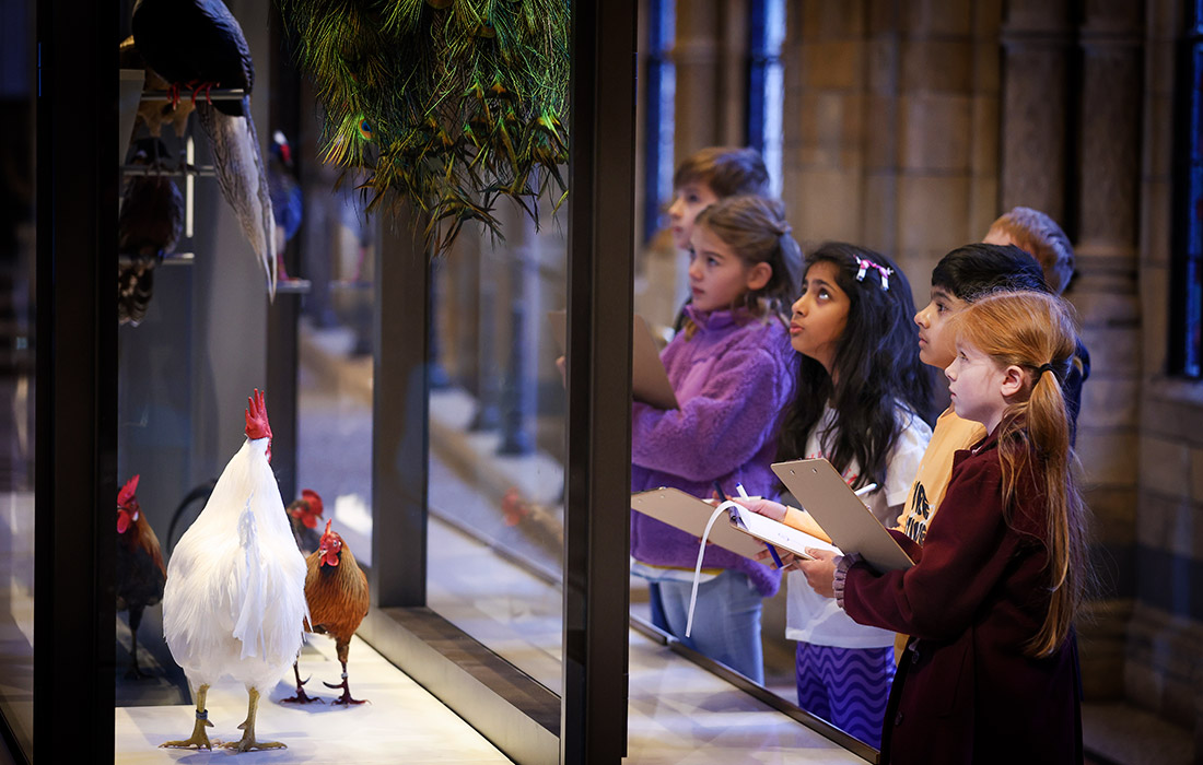 Школьники рисуют птиц на запуске кампании "The Wild Escape" в Музее естественной истории в Лондоне