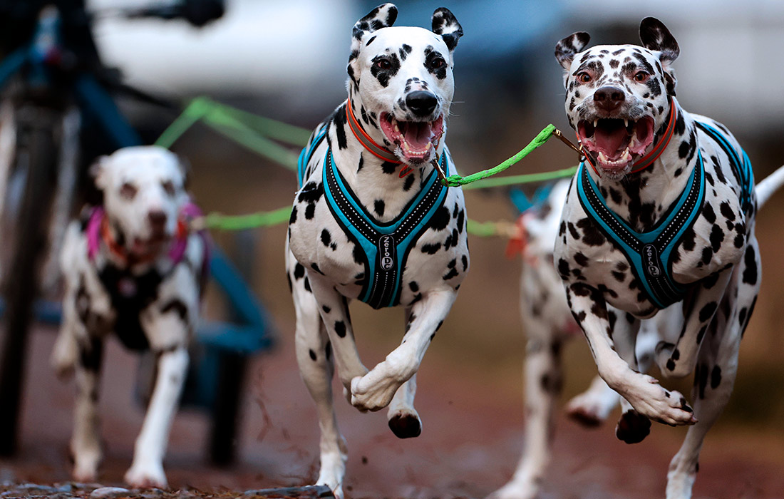 Ралли Авимора на собачьих упряжках в британском Фешибридже