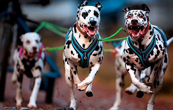 Фотохроника 26 января