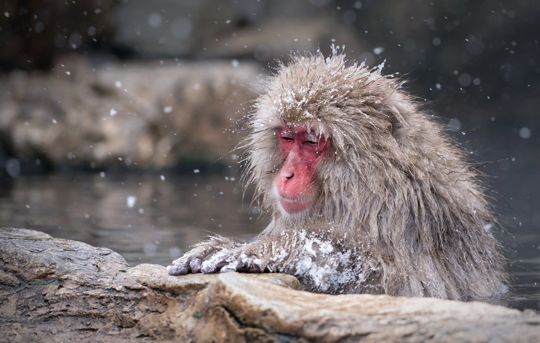 Обезьяна в горячем источнике парка Джигокудани в Японии