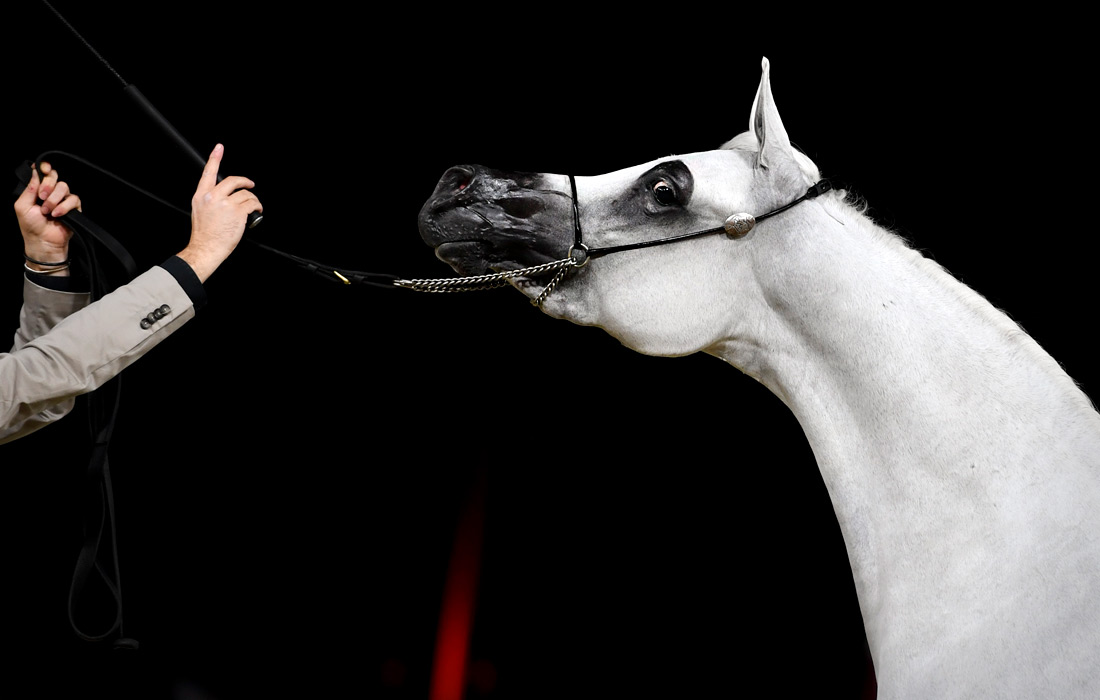 Международный фестиваль арабских скакунов в Катаре