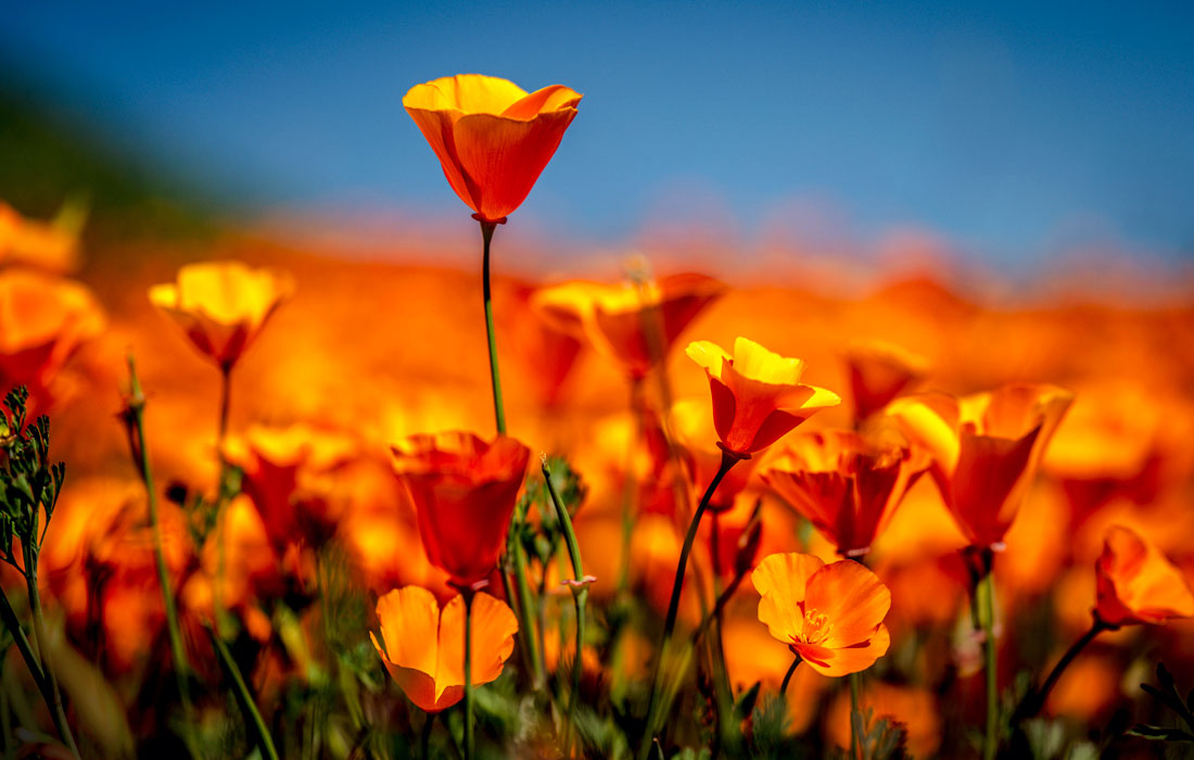 Цветение маков в калифорнийском каньоне Уолкер