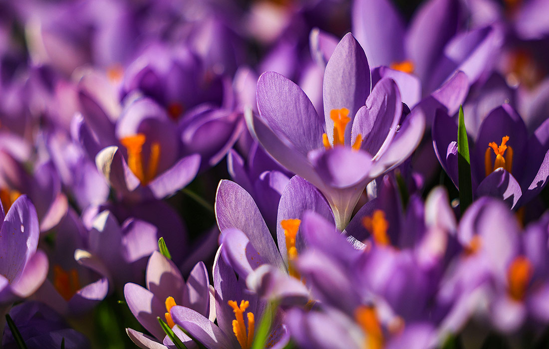 Крокусы в городском ботаническом саду в Кельне