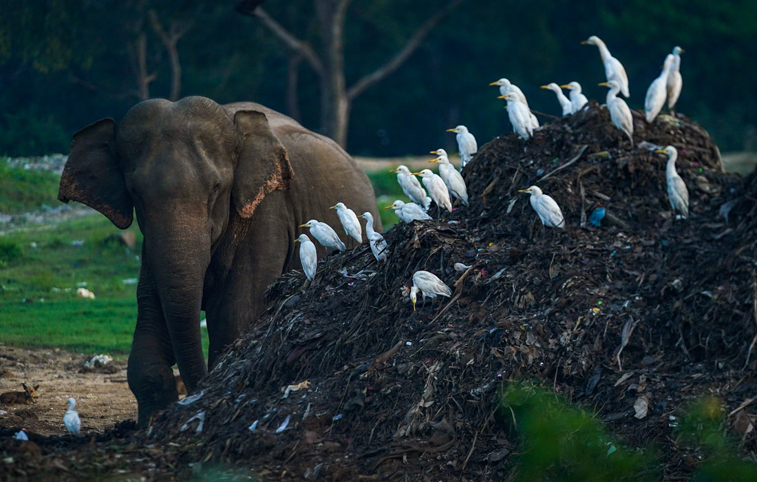 Слон бродит вокруг свалки в поисках пищи в восточной провинции Шри-Ланки
