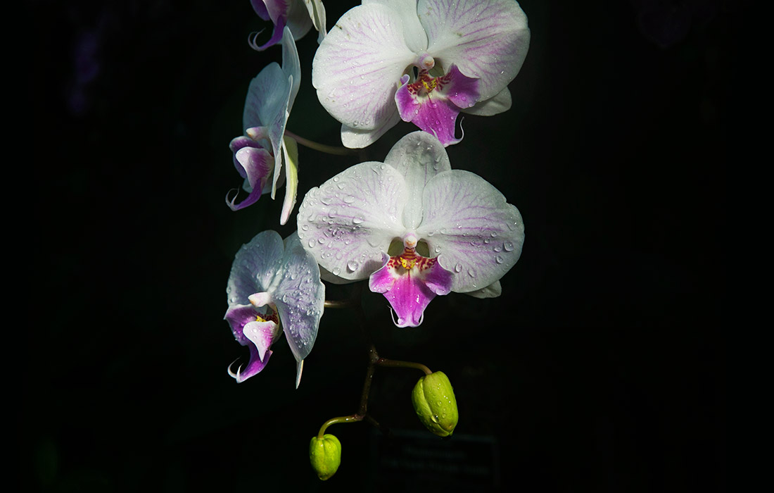 Выставка орхидей в москве 2023. Орхидея ванда сандера. Орхидиум 2023. Выставка орхидей 2023. Выставка орхидей 2023.