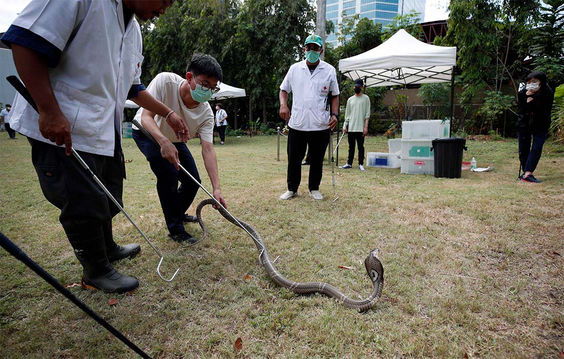 В Бангкоке провели открытый урок по обращению со змеями