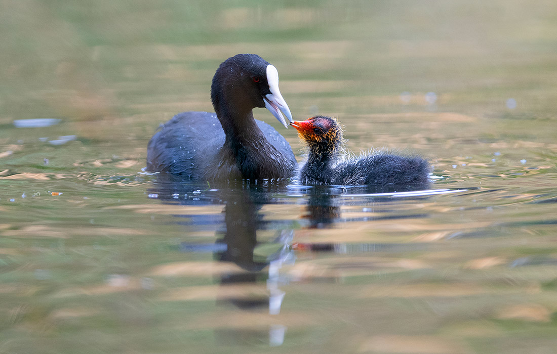 Австралийская лысуха кормит своего птенца в озере в Крайстчерче, Новая Зеландия
