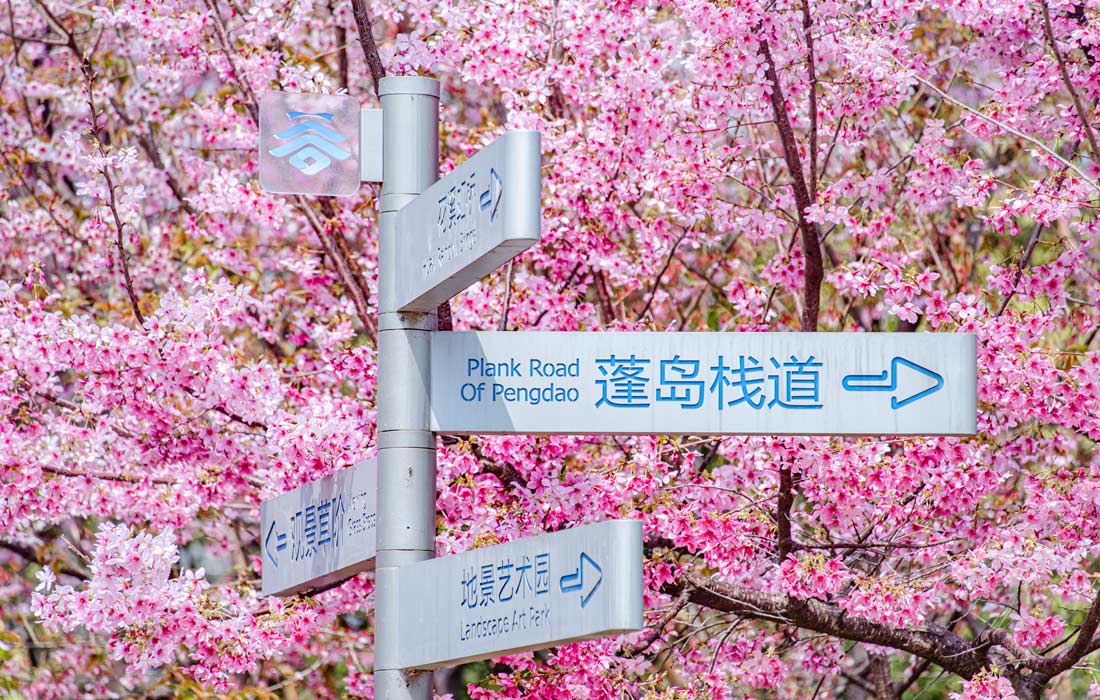 Цветение сакуры в Ганьчжоу, Китай