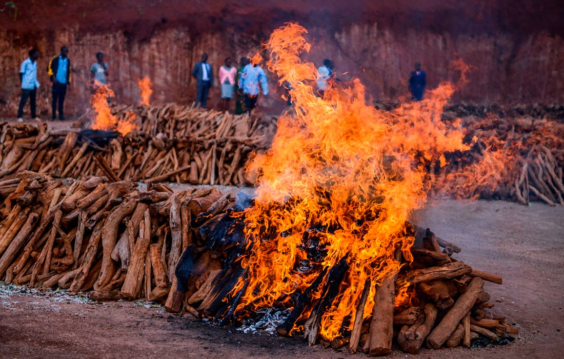 В Кении сожгли конфискованное у контрабандистов сандаловое дерево