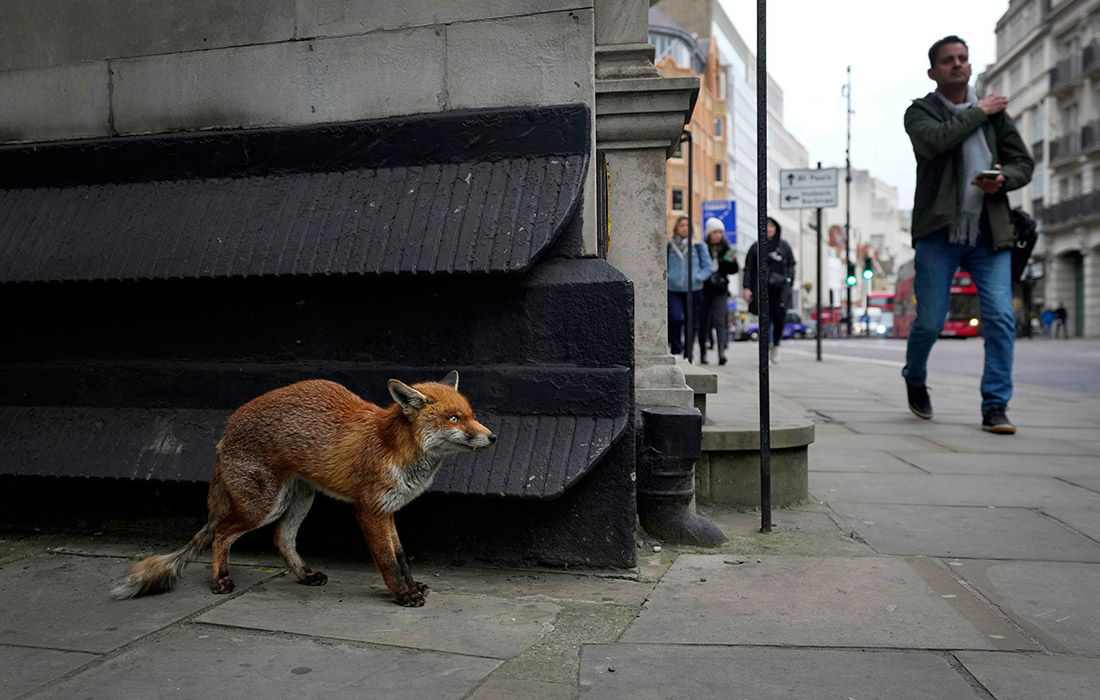 Лиса на улице в центре Лондона