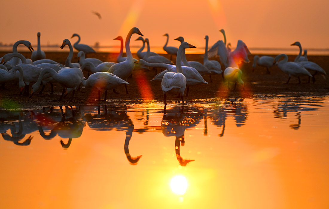 Лебеди-кликуны на озере в Жунчэне, Китай