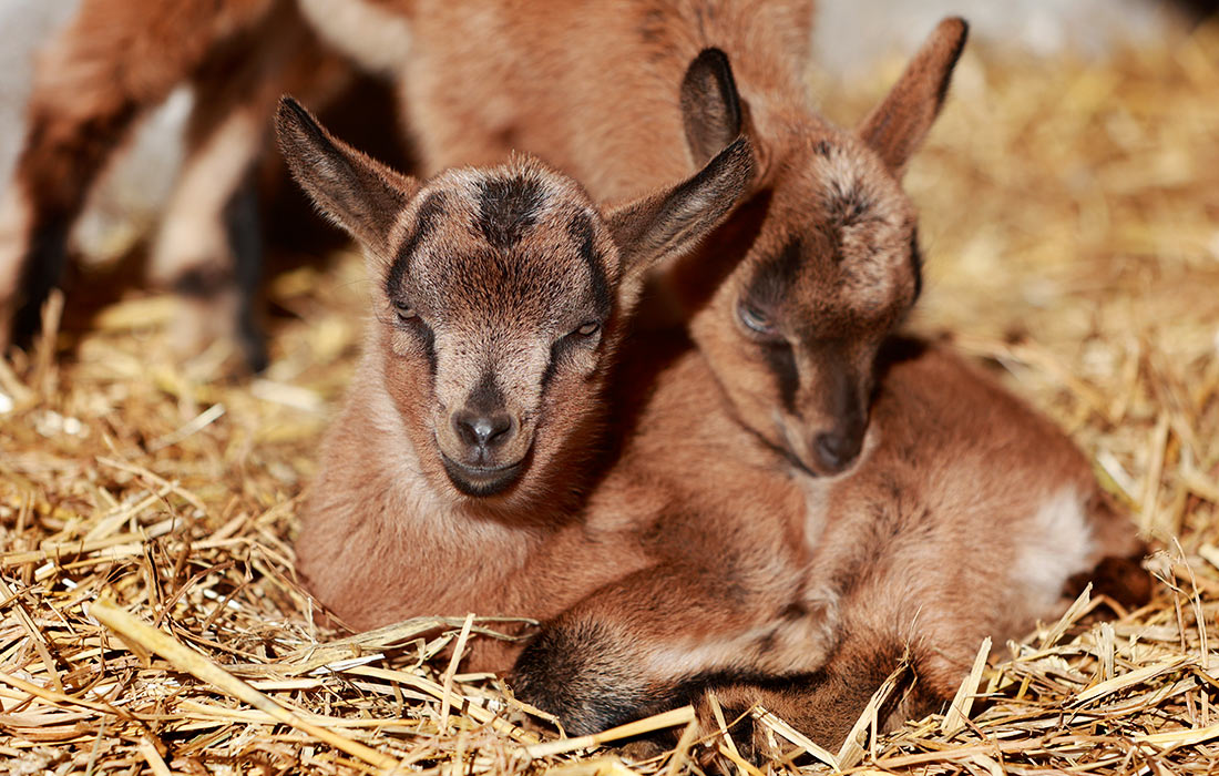 Козлята на ферме в Танне, Германия