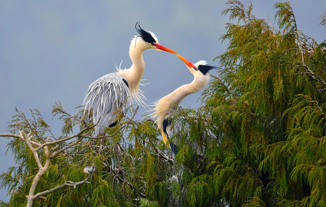 Цапли в китайском Гуйяне