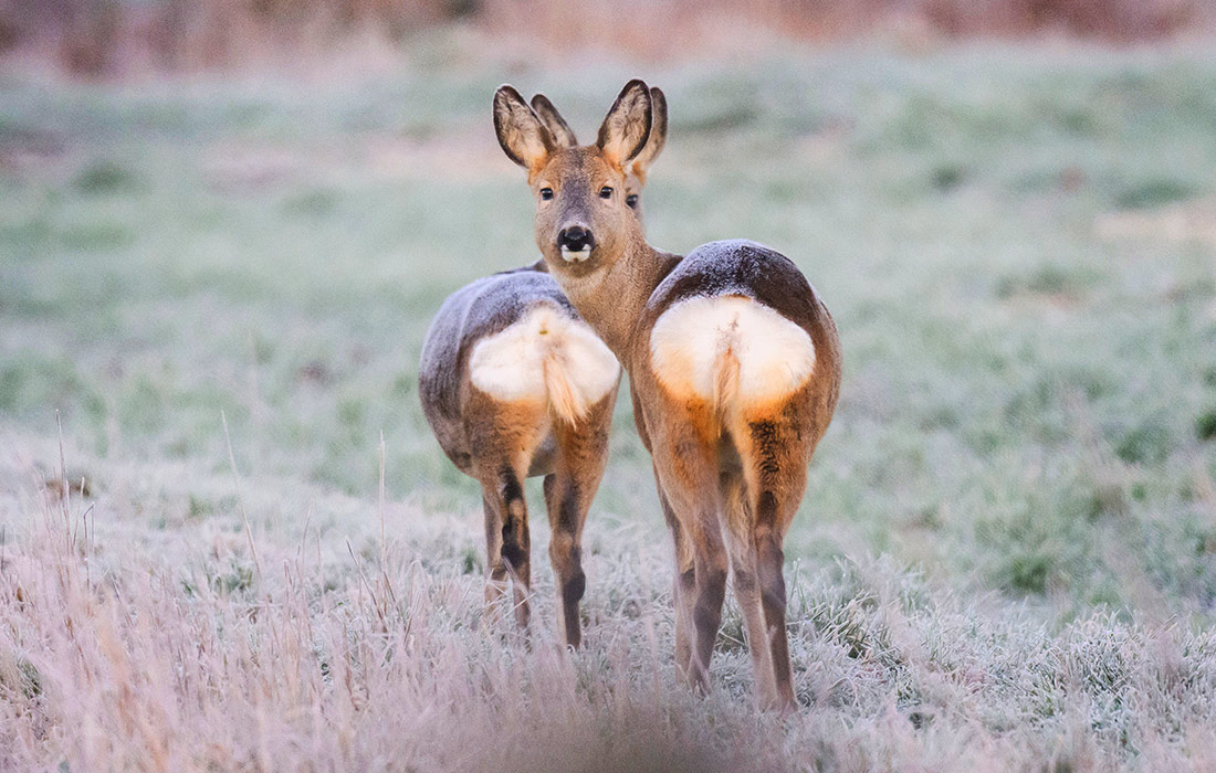 Олени в полях немецкого Ганновера