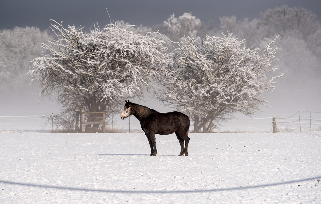 Лошадь в снегу на пастбище в природном заповеднике в Гамбурге, Германия