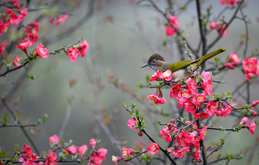 Птица отдыхает на ветке яблони в городе Ренхуай на юго-западе Китая