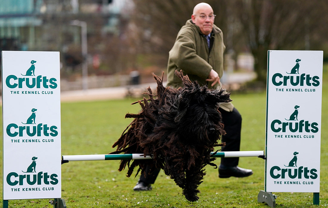 Бергамская овчарка в Национальном выставочном центре в Бирмингеме