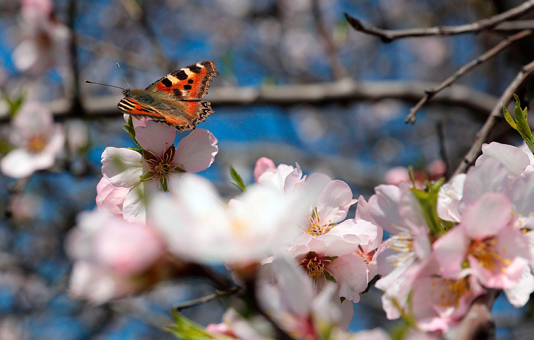 Цветение миндаля в Кашмире